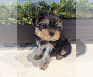 Yorkshire Terrier Puppy for sale in ESTERO, FL, USA