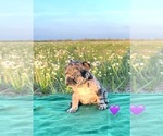 Small Photo #1 French Bulldog Puppy For Sale in EL CAMPO, TX, USA
