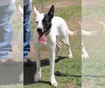 Small #3 Great Dane-Greyhound Mix