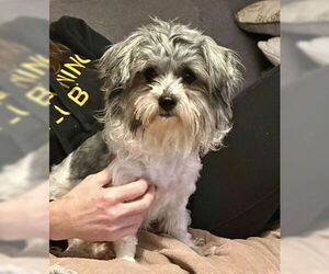 Shih Tzu Dogs for adoption in Fremont, CA, USA