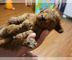 Small Photo #3 Poodle (Miniature) Puppy For Sale in SPRING HILL, FL, USA