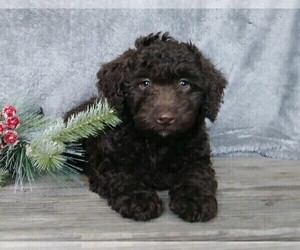 Labradoodle-Poodle (Miniature) Mix Puppy for sale in FREDERICKSBG, OH, USA
