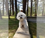Small Photo #2 Bichon Frise Puppy For Sale in EUGENE, OR, USA