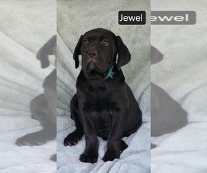 Cane Corso Puppy for sale in MINERAL WELLS, WV, USA