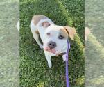 Small American Pit Bull Terrier