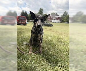 Mutt Dogs for adoption in Garden City, NY, USA