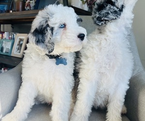 Medium Sheepadoodle