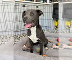 Small Photo #6 American Pit Bull Terrier-Unknown Mix Puppy For Sale in Lakewood, CO, USA