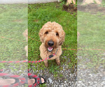 Small Photo #1 Goldendoodle Puppy For Sale in GROVE CITY, PA, USA