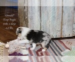 Small Photo #15 Aussie-Corgi Puppy For Sale in LIND, WA, USA