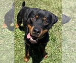 Small #1 Rottweiler