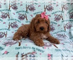 Small #7 Cavapoo (Miniature)