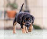 Small #1 Mutt