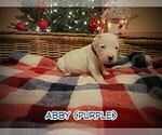 Small Photo #21 Dogo Argentino Puppy For Sale in MODESTO, CA, USA