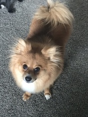 Mother of the Pomeranian puppies born on 11/04/2018