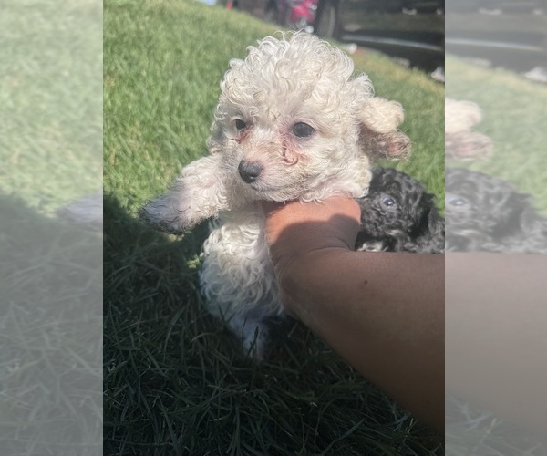 Medium Photo #1 Silkypoo Puppy For Sale in GRANGER, WA, USA