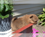 Small #3 Pomeranian