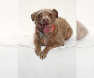 Poodle (Miniature)-Unknown Mix Dogs for adoption in Burbank, CA, USA