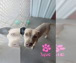 Small #1 American Pit Bull Terrier