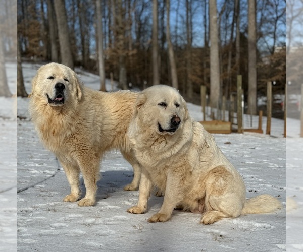Medium Photo #8 Great Pyrenees Puppy For Sale in NEWTON, NC, USA