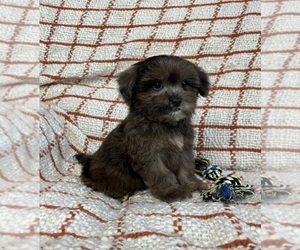 Maltipoo Puppy for sale in FRANKLIN, IN, USA