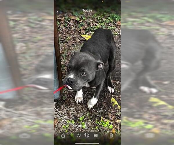 Medium Photo #1 Mutt Puppy For Sale in Houston, TX, USA