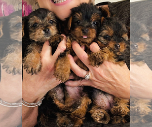 Poodle (Toy)-YorkiePoo Mix Puppy for sale in VIRGINIA BEACH, VA, USA
