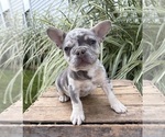 Bruiser - Male French Bulldog Puppy for Sale - Photo #2