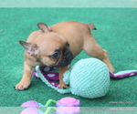 Small Photo #13 French Bulldog Puppy For Sale in WINNSBORO, TX, USA