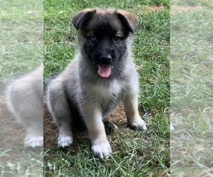 German Shepherd Dog-Siberian Husky Mix Puppy for sale in FINKSBURG, MD, USA