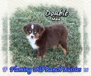Miniature Australian Shepherd Puppy for sale in FORESTBURG, TX, USA