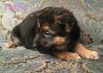Small Photo #19 German Shepherd Dog Puppy For Sale in COLETA, IL, USA