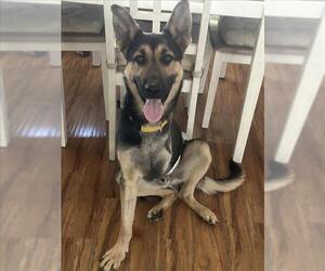 German Shepherd Dog Dogs for adoption in Sacramento, CA, USA