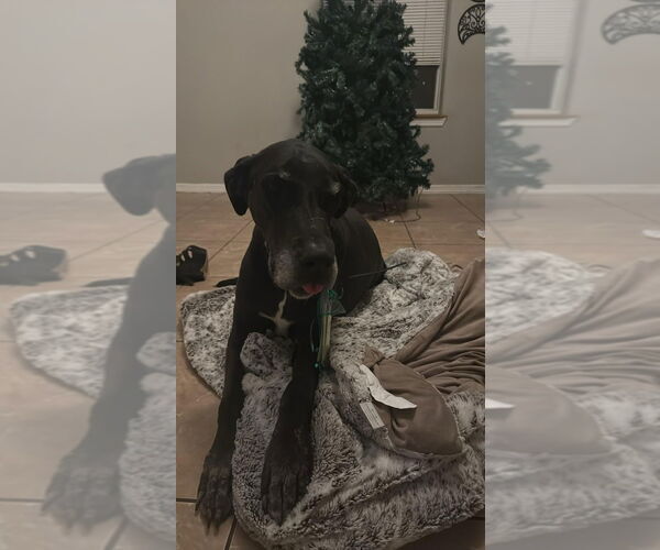 Medium Photo #3 Great Dane Puppy For Sale in Bullard, TX, USA
