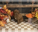 Annie - Female Cavapoo (Miniature) Puppy for Sale - Photo #3
