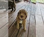 Puppy Puppy 6 Sunny Poodle (Standard)