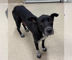Mutt Dogs for adoption in Grand Prairie, TX, USA