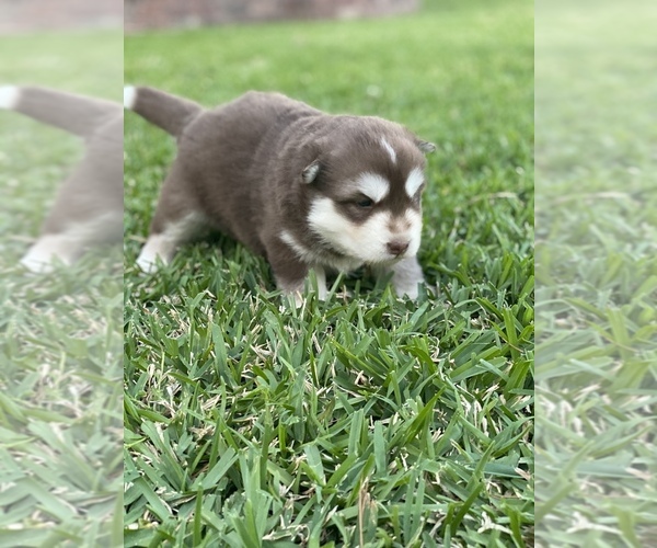 Medium Photo #3 Siberian Husky Puppy For Sale in LINDALE, TX, USA