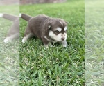 Small Photo #3 Siberian Husky Puppy For Sale in LINDALE, TX, USA