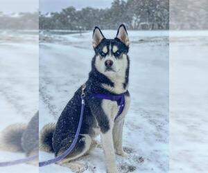 - Mix Dogs for adoption in San Antonio, TX, USA