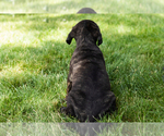 Small Photo #56 Cane Corso Puppy For Sale in WAKARUSA, IN, USA