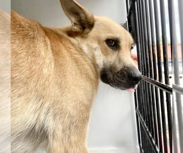 Medium Photo #2 Labrador Retriever Puppy For Sale in Houston, TX, USA