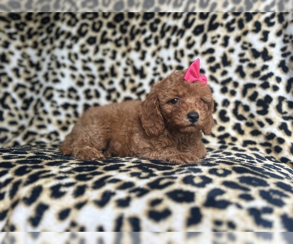 Medium Photo #4 Cavapoo Puppy For Sale in LAKELAND, FL, USA