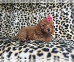 Small #3 Cavapoo