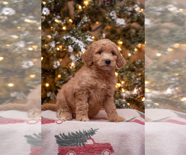 Medium Photo #1 Goldendoodle Puppy For Sale in WOODRUFF, SC, USA