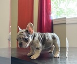 Puppy Puppy 1 French Bulldog
