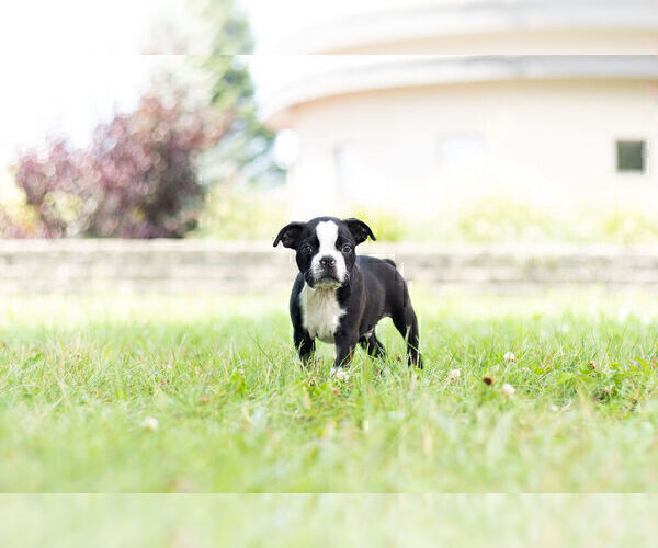 Medium Photo #10 Boston Terrier Puppy For Sale in WARSAW, IN, USA