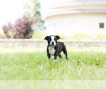 Small Photo #10 Boston Terrier Puppy For Sale in WARSAW, IN, USA