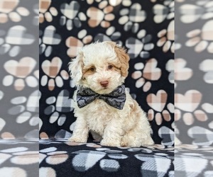 Poodle (Miniature) Puppy for sale in CHRISTIANA, PA, USA