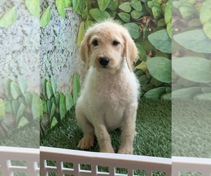 Labradoodle Puppy for sale in LANCASTER, MO, USA